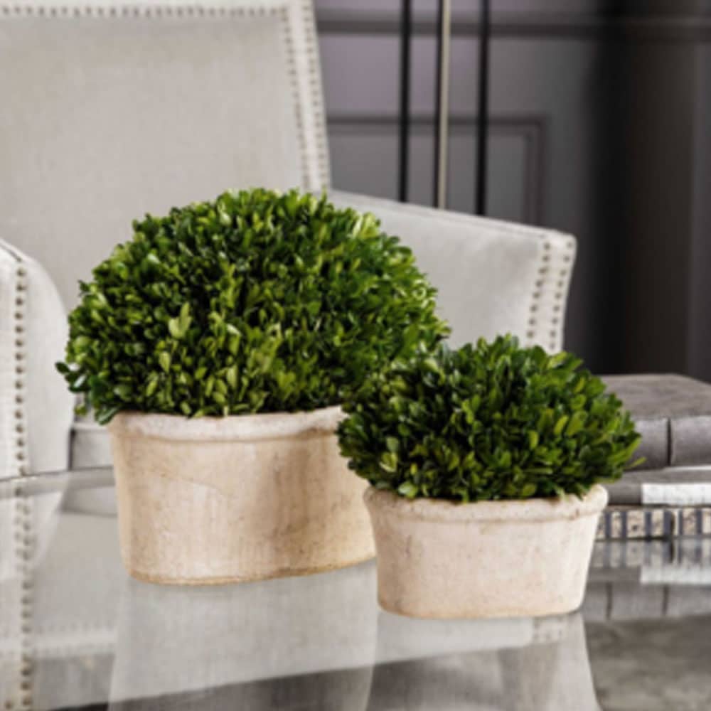 Preserved Potted Boxwood Topiary , Set Of 2