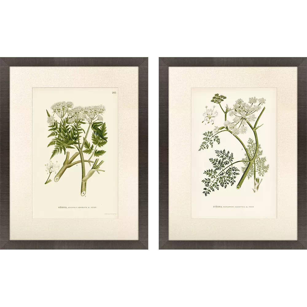 Queen's Lace Framed Prints for Home Decor